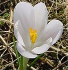 Anemone-Snowdrop flower blooming