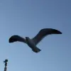William Leighton Dawson's profile picture
